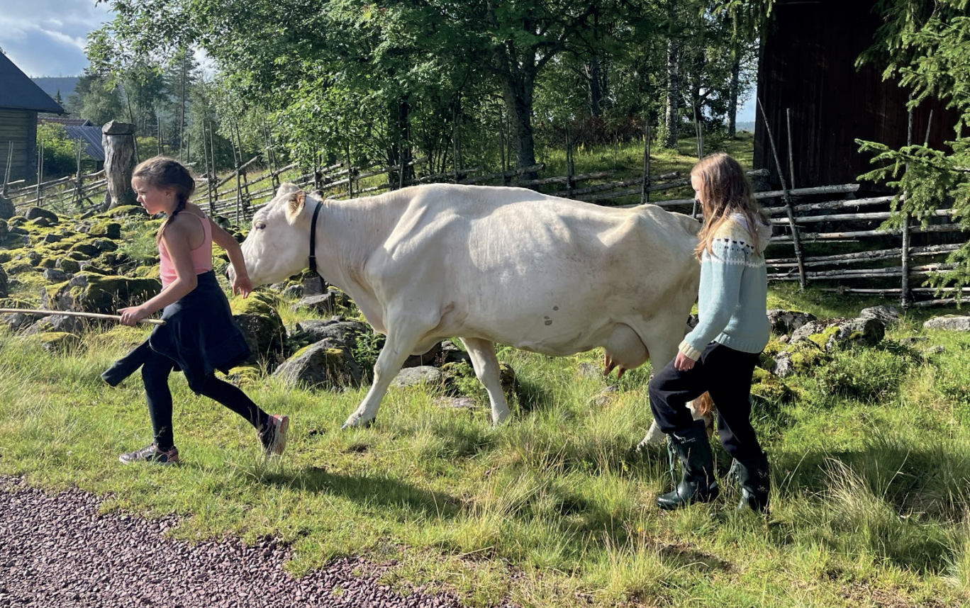 Two children walking a cow.